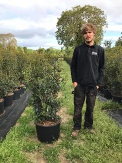 Schijnhulst (Osmanthus Heterophyllus) -Directplant Winkel osmanthus heterophyllus h100120cm 1
