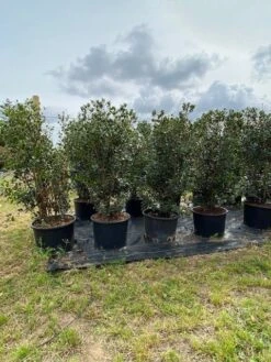 Schijnhulst (Osmanthus Heterophyllus) -Directplant Winkel osmanthus heterophyllus h120140cm 2