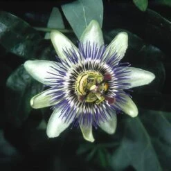 Passiebloem (Passiflora Caerulea) -Directplant Winkel pacaerul 6