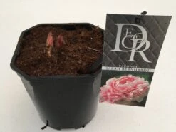 Pioenroos (Paeonia 'Sarah Bernhardt') -Directplant Winkel paeonia sarah berhardt v2 1