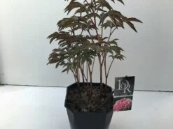 Pioenroos (Paeonia 'Sarah Bernhardt') -Directplant Winkel paeonia sarah bernhardt v5