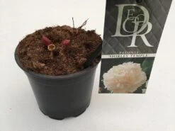 Pioenroos (Paeonia Lactiflora 'Shirley Temple') 9 Pioenroos (Paeonia Lactiflora 'Shirley Temple') -Directplant Winkel paeonia shirley temple p12