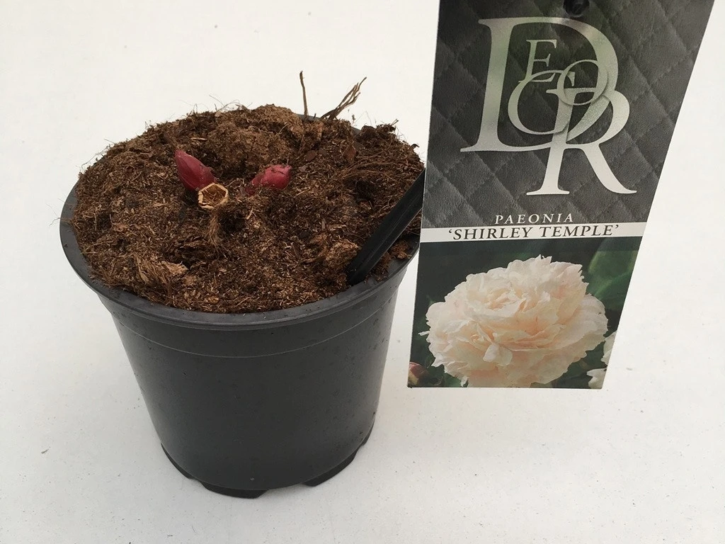 Pioenroos (Paeonia Lactiflora 'Shirley Temple') 5 Pioenroos (Paeonia Lactiflora 'Shirley Temple') - Afbeelding 3