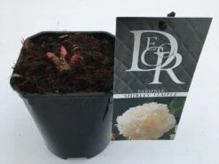 Pioenroos (Paeonia Lactiflora 'Shirley Temple') 10 Pioenroos (Paeonia Lactiflora 'Shirley Temple') -Directplant Winkel paeonia shirley temple v1