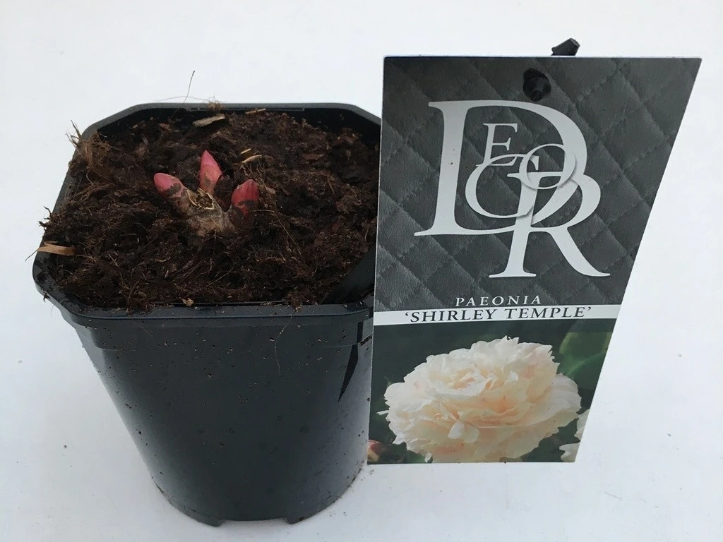 Pioenroos (Paeonia Lactiflora 'Shirley Temple') 6 Pioenroos (Paeonia Lactiflora 'Shirley Temple') - Afbeelding 4