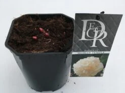 Pioenroos (Paeonia Lactiflora 'Shirley Temple') 11 Pioenroos (Paeonia Lactiflora 'Shirley Temple') -Directplant Winkel paeonia shirley temple v2