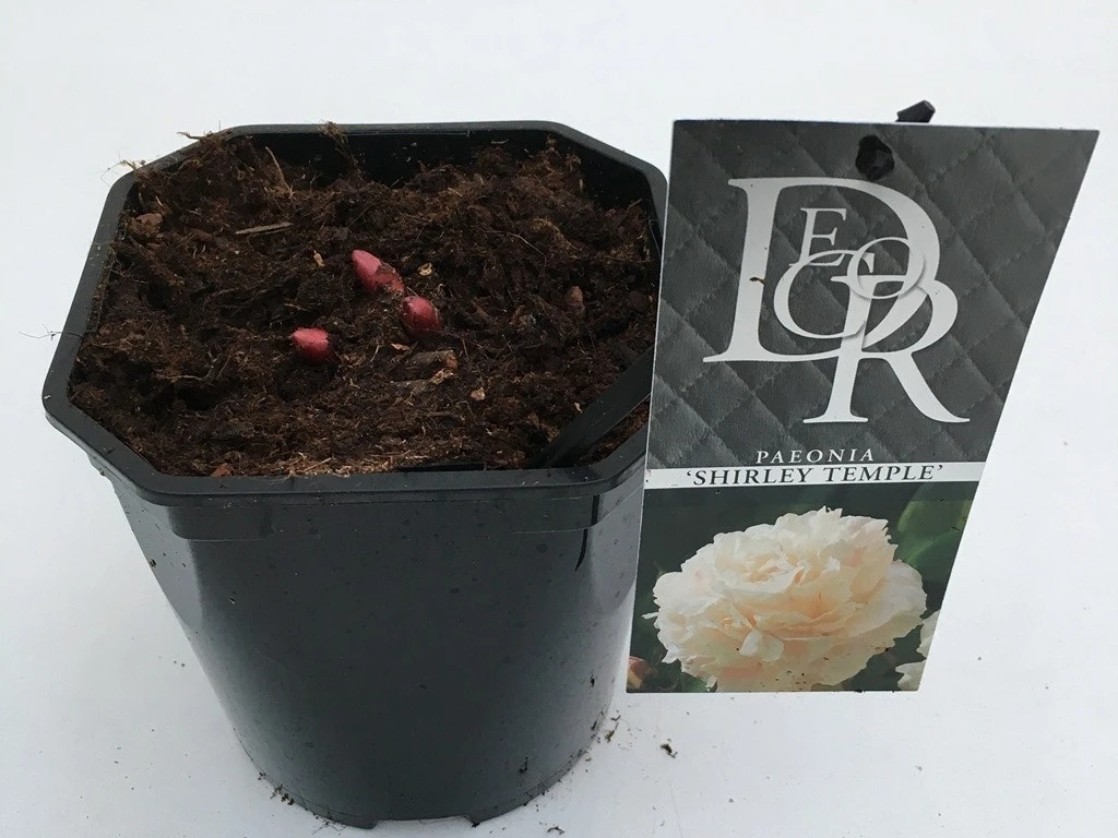 Pioenroos (Paeonia Lactiflora 'Shirley Temple') 7 Pioenroos (Paeonia Lactiflora 'Shirley Temple') - Afbeelding 5