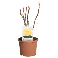 Gele Boompioen (Paeonia Suffruticosa) -Directplant Winkel paeonia suff. geel c5 2