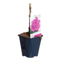 Paarse Boompioen (Paeonia Suffruticosa) -Directplant Winkel paeonia suff. paars p11 2