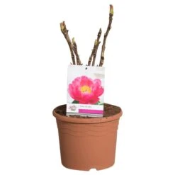 Roze Boompioen (Paeonia Suffruticosa) -Directplant Winkel paeonia suff. roze c5 2