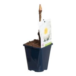 Witte Boompioen (Paeonia Suffruticosa) -Directplant Winkel paeonia suff. wit p11 2