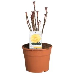 Gele Boompioen (Paeonia Suffruticosa) -Directplant Winkel paeonia suffruticosa geel c12 2