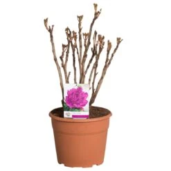 Paarse Boompioen (Paeonia Suffruticosa) -Directplant Winkel paeonia suffruticosa paars c12 2