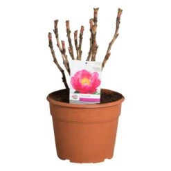 Roze Boompioen (Paeonia Suffruticosa) -Directplant Winkel paeonia suffruticosa roze c12 2