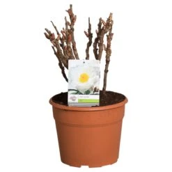 Witte Boompioen (Paeonia Suffruticosa) -Directplant Winkel paeonia suffruticosa wit c12 2 1