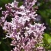 Dwerg Sering (Syringa Meyeri 'Palibin') -Directplant Winkel palibin