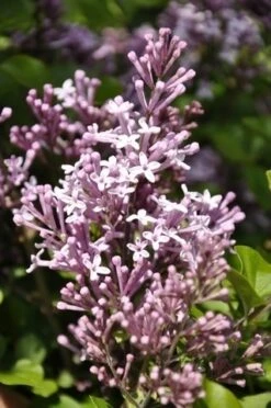 Sering Op Stam (Syringa Meyeri 'Palibin') -Directplant Winkel palibin 1