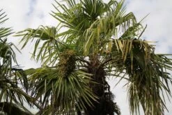 Winterharde Palm (Trachycarpus Fortunei) -Directplant Winkel palm 3 1