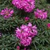 Rhododendron (Rhododendron 'Graziella') -Directplant Winkel papr00291 3