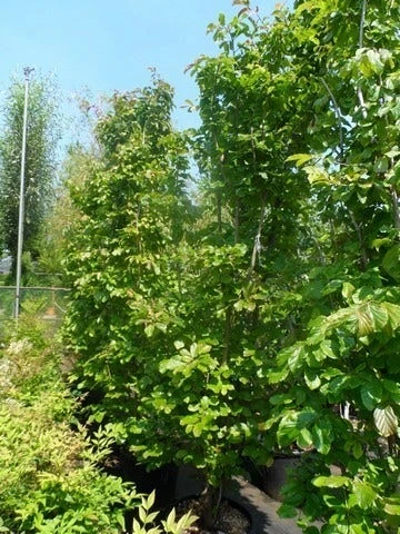 Perzisch Ijzerhout (Parrotia Persica 'Vanessa') 4 Perzisch Ijzerhout (Parrotia Persica 'Vanessa') - Afbeelding 2