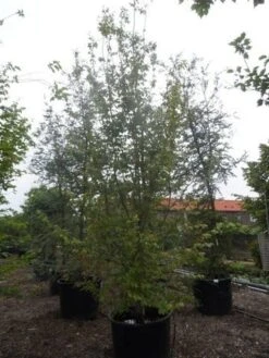 Perzisch Ijzerhout (Parrotia Persica 'Vanessa') 13 Perzisch Ijzerhout (Parrotia Persica 'Vanessa') -Directplant Winkel parrotia persica 350 400 500 c500