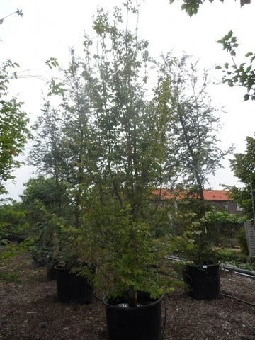 Perzisch Ijzerhout (Parrotia Persica 'Vanessa') 7 Perzisch Ijzerhout (Parrotia Persica 'Vanessa') - Afbeelding 5