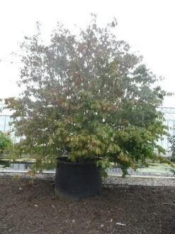 Perzisch Ijzerhout (Parrotia Persica 'Vanessa') 12 Perzisch Ijzerhout (Parrotia Persica 'Vanessa') -Directplant Winkel parrotia persica c1500 solitair extra