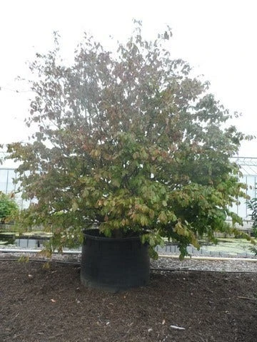 Perzisch Ijzerhout (Parrotia Persica 'Vanessa') 6 Perzisch Ijzerhout (Parrotia Persica 'Vanessa') - Afbeelding 4