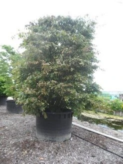 Perzisch Ijzerhout (Parrotia Persica 'Vanessa') 14 Perzisch Ijzerhout (Parrotia Persica 'Vanessa') -Directplant Winkel parrotia persica c1500 solitair extra 2