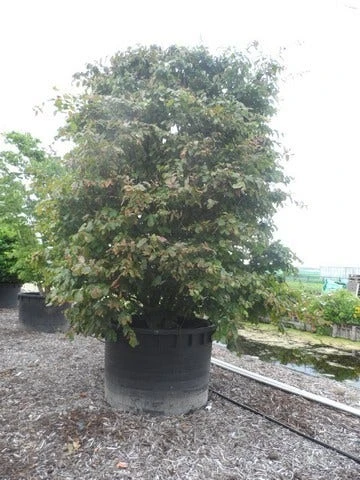 Perzisch Ijzerhout (Parrotia Persica 'Vanessa') 8 Perzisch Ijzerhout (Parrotia Persica 'Vanessa') - Afbeelding 6