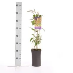 Wilde Wingerd (Parthenocissus 'Henryana') 5 Wilde Wingerd (Parthenocissus 'Henryana') -Directplant Winkel parthenocissus henryana 1