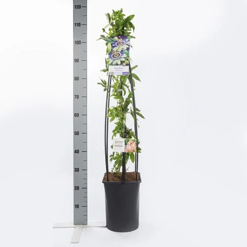 Passiebloem (Passiflora Caerulea) 6 Passiebloem (Passiflora Caerulea) - Afbeelding 4