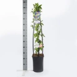 Passiebloem (Passiflora Caerulea) -Directplant Winkel passiflora caerulea1.00 1.25
