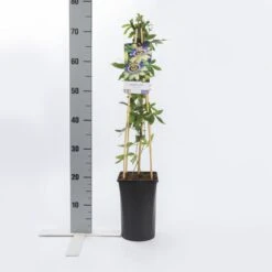 Passiebloem (Passiflora Caerulea) 12 Passiebloem (Passiflora Caerulea) -Directplant Winkel passiflora caerulea 1