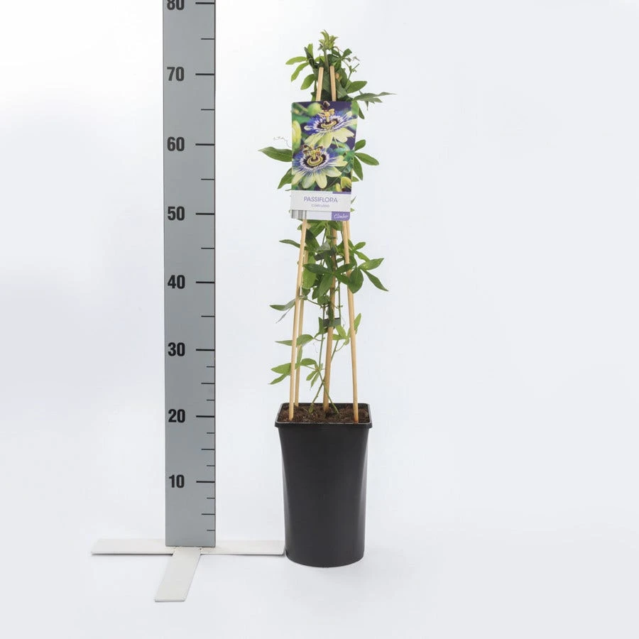 Passiebloem (Passiflora Caerulea) 5 Passiebloem (Passiflora Caerulea) - Afbeelding 3