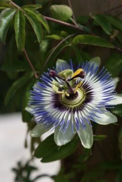Passiebloem (Passiflora Caerulea) -Directplant Winkel passiflora caerulea 16