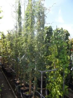 Passiebloem (Passiflora Caerulea) 16 Passiebloem (Passiflora Caerulea) -Directplant Winkel passiflora caerulea 300 400 c25 1