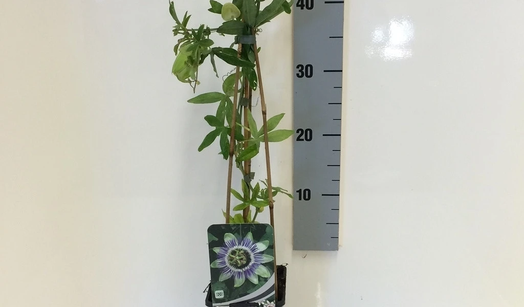 Passiebloem (Passiflora Caerulea) 10 Passiebloem (Passiflora Caerulea) - Afbeelding 8