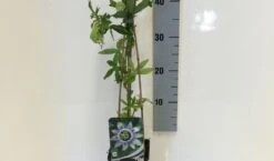Passiebloem (Passiflora Caerulea) -Directplant Winkel passiflora caerulea 50 60 c2 1