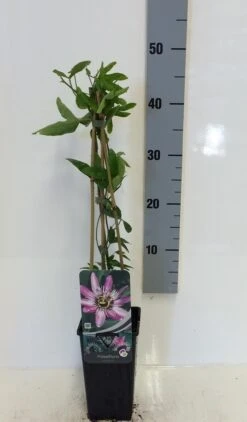 Passiebloem (Passiflora 'Victoria') 7 Passiebloem (Passiflora 'Victoria') -Directplant Winkel passiflora victoria 50 60 c2 1