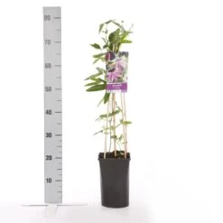 Passiebloem (Passiflora 'Victoria') -Directplant Winkel passiflora victoria