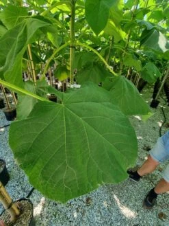 Anna Paulownaboom (Paulownia Fortunei 'Fast Blue') -Directplant Winkel paulownia fortunei fast blue 2 1