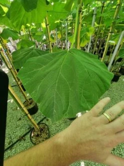 Anna Paulownaboom (Paulownia Fortunei 'Fast Blue') -Directplant Winkel paulownia fortunei fast blue 3 1