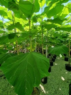 Anna Paulownaboom (Paulownia Fortunei 'Fast Blue') -Directplant Winkel paulownia fortunei fast blue 4 1
