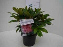 Rhododendron (Rhododendron 'Percy Wiseman') -Directplant Winkel percy wiseman c2 voor 3