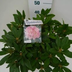 Rhododendron (Rhododendron 'Percy Wiseman') -Directplant Winkel percy wiseman c7.5 boven