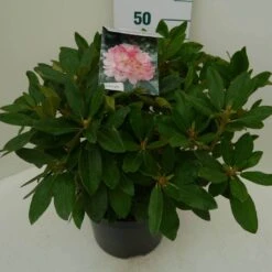 Rhododendron (Rhododendron 'Percy Wiseman') -Directplant Winkel percy wiseman c7.5 zij 2