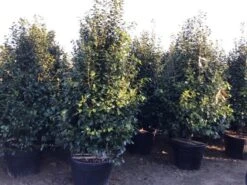 Camelia (Camellia Japonica ‘Perfection White’) 9 Camelia (Camellia Japonica ‘Perfection White’) -Directplant Winkel perfectionwhite200cm