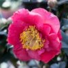 Camelia (Camellia Japonica 'R.L. Wheeler') -Directplant Winkel phbe02149 2