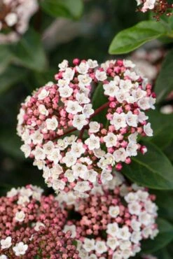 Sneeuwbal, Piramide (Viburnum Tinus 'Eve Price ') -Directplant Winkel phbe06702 1